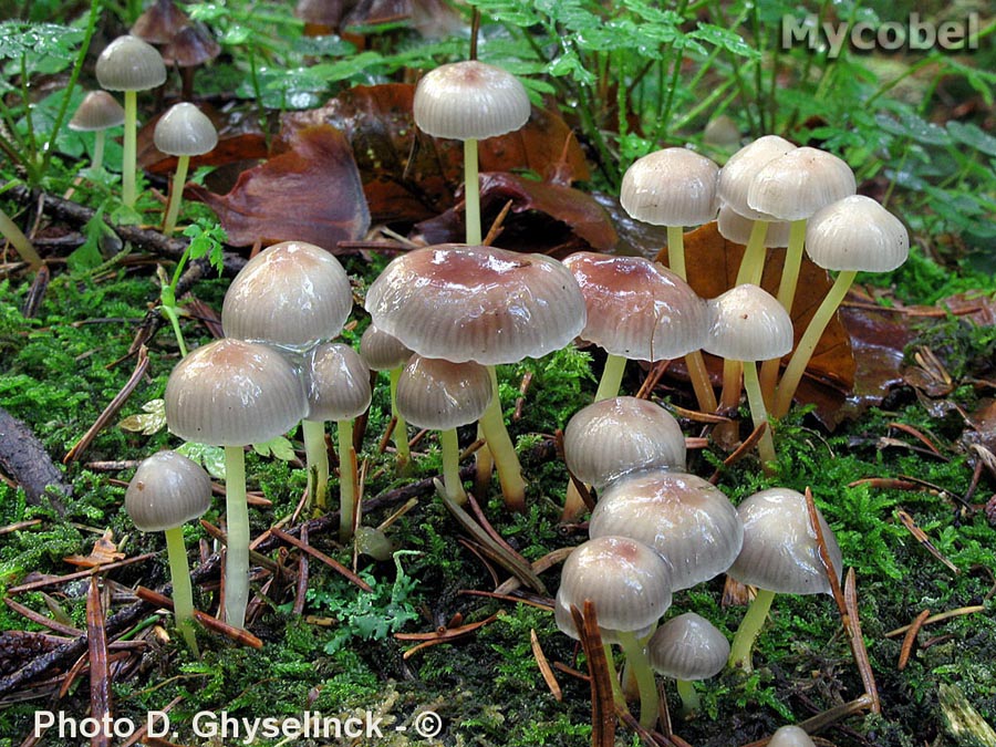 Mycena epipterygia var. viscosa